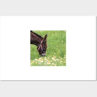 Happy Donkey Posters and Art